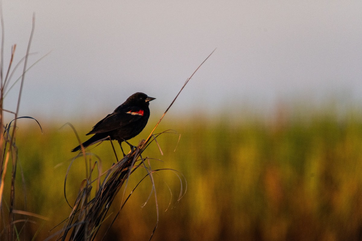 Red-winged Blackbird - ML619908846