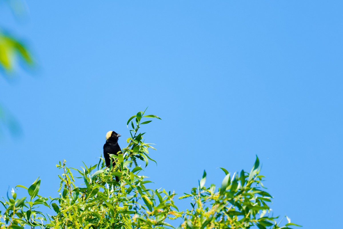 bobolink americký - ML619908855