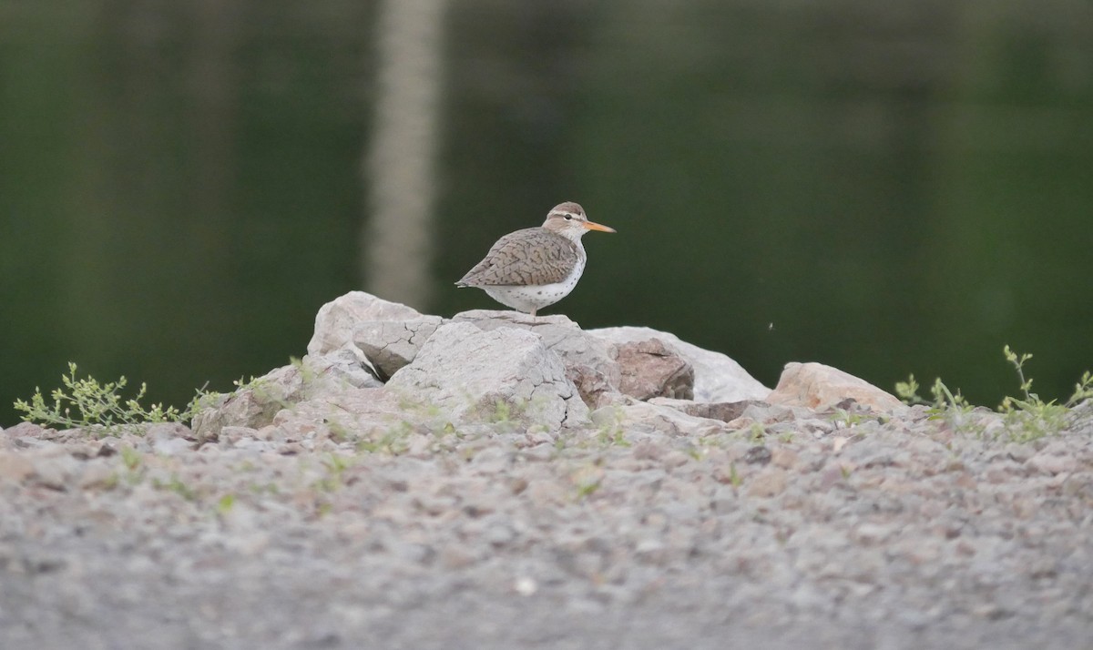 Spotted Sandpiper - ML619908867