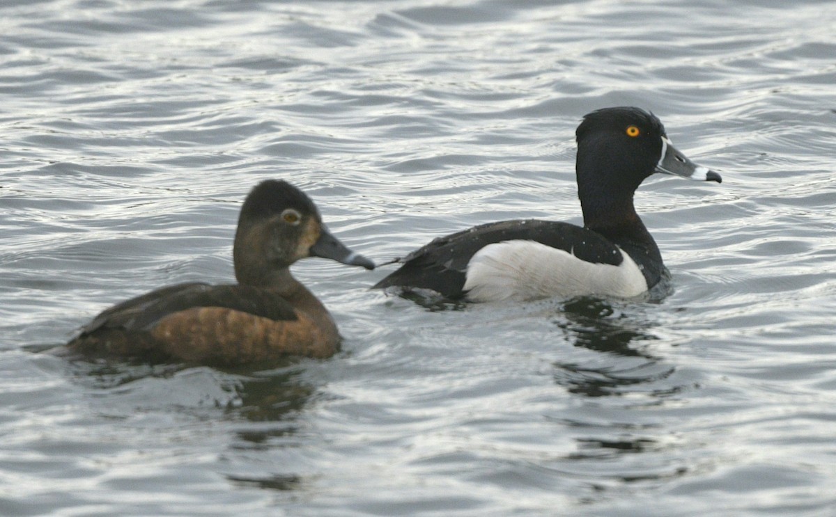 Ring-necked Duck - ML619908877
