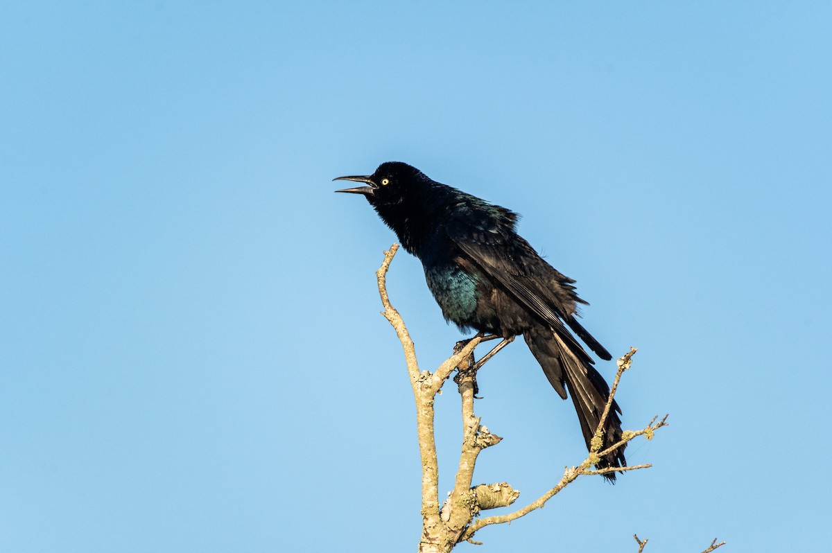 Boat-tailed Grackle - ML619908878