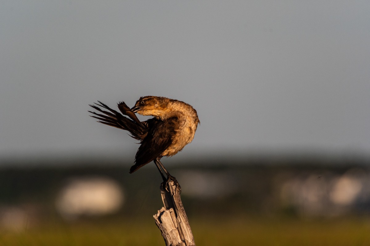 Boat-tailed Grackle - ML619908879