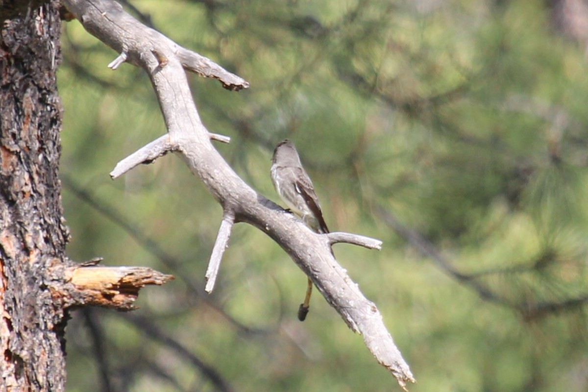 Olive-sided Flycatcher - ML619908880