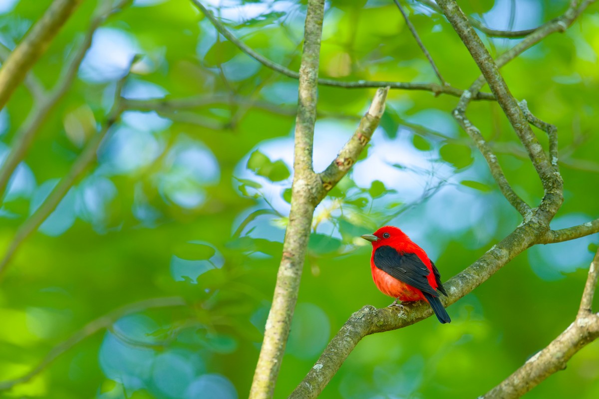Scarlet Tanager - ML619908885