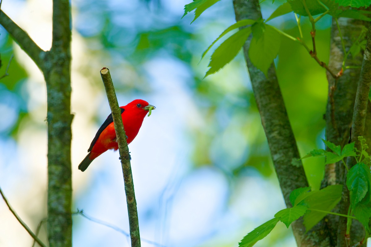 Scarlet Tanager - ML619908886