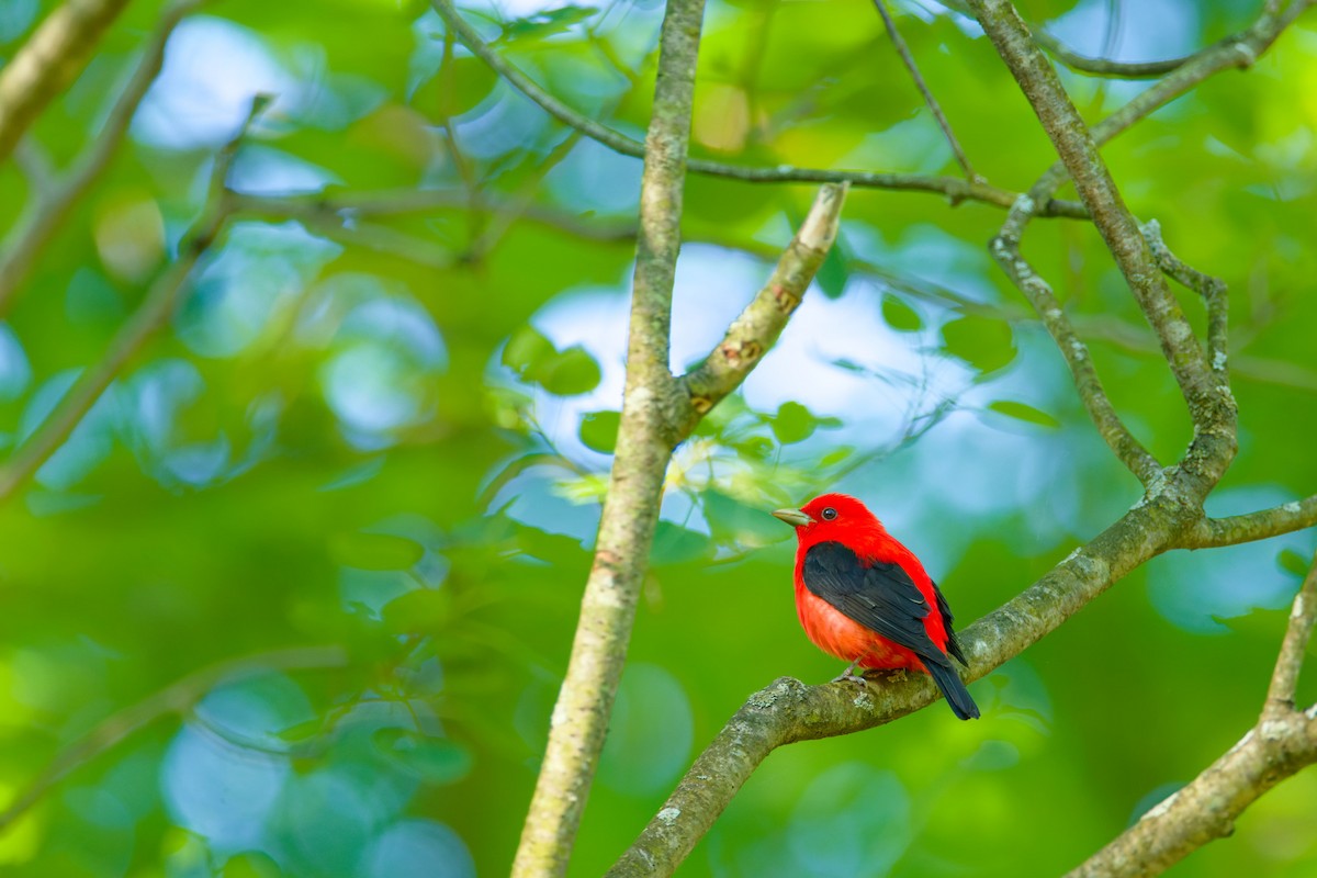 Scarlet Tanager - ML619908887
