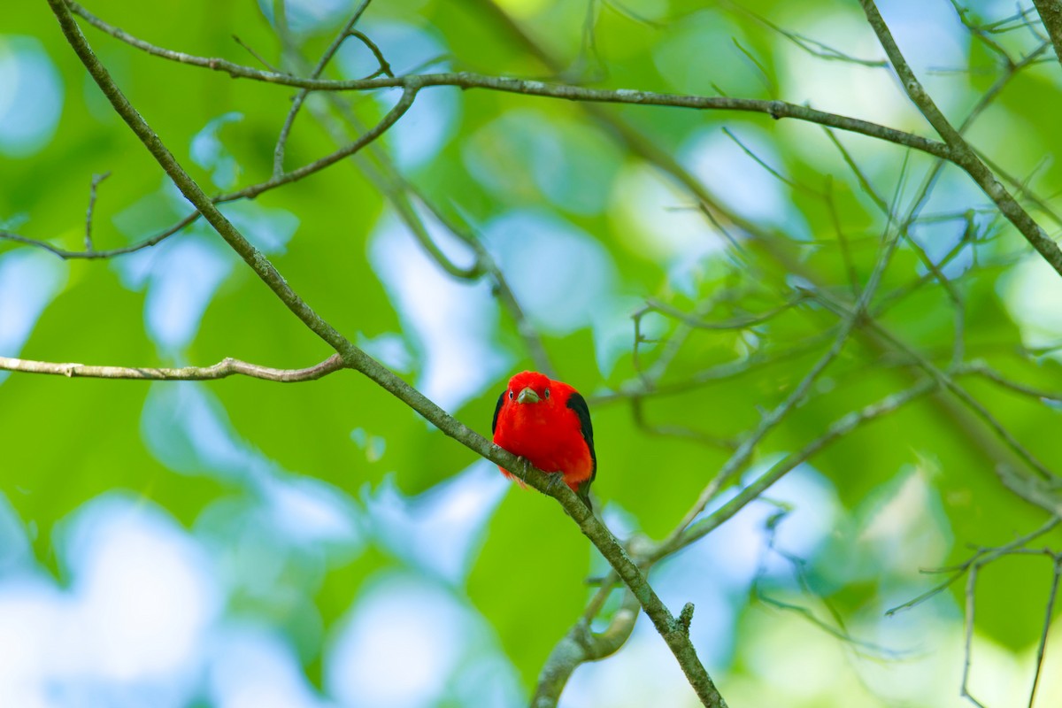 Scarlet Tanager - ML619908888