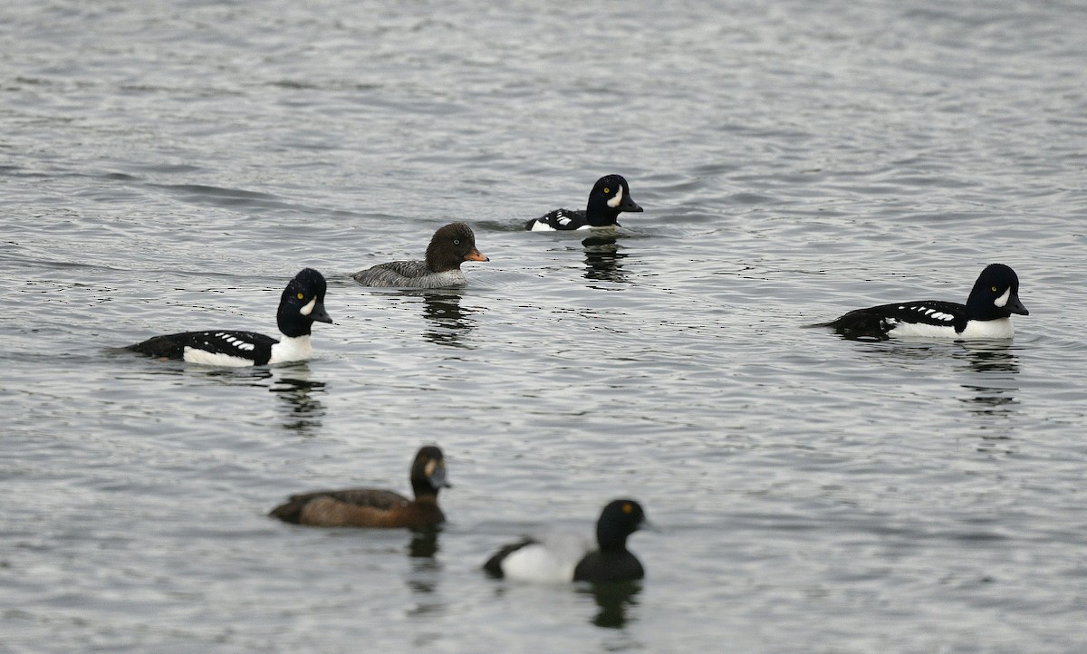 Barrow's Goldeneye - ML619908894