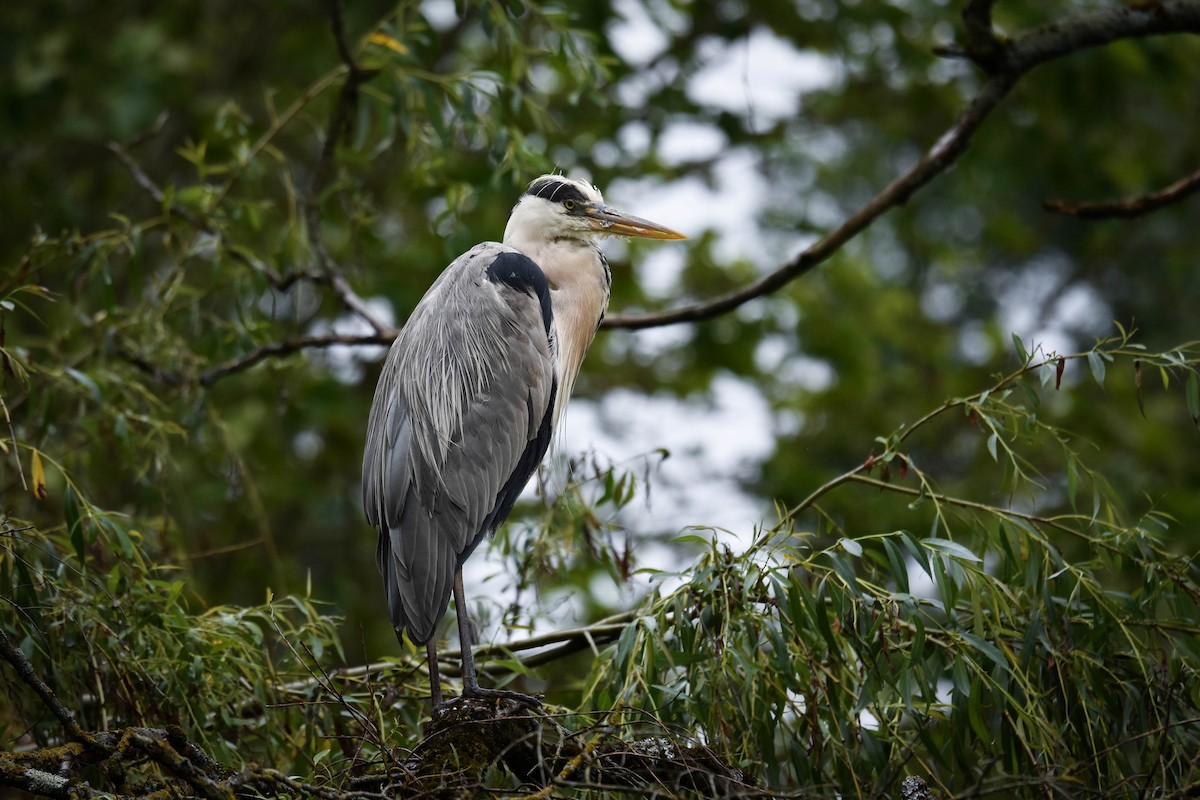 Gray Heron - ML619908895