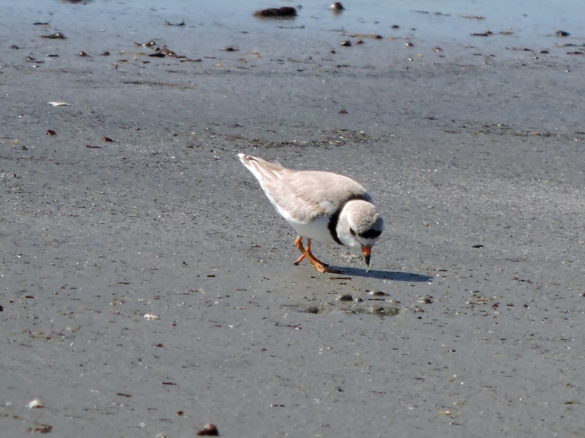 Piping Plover - ML619908897