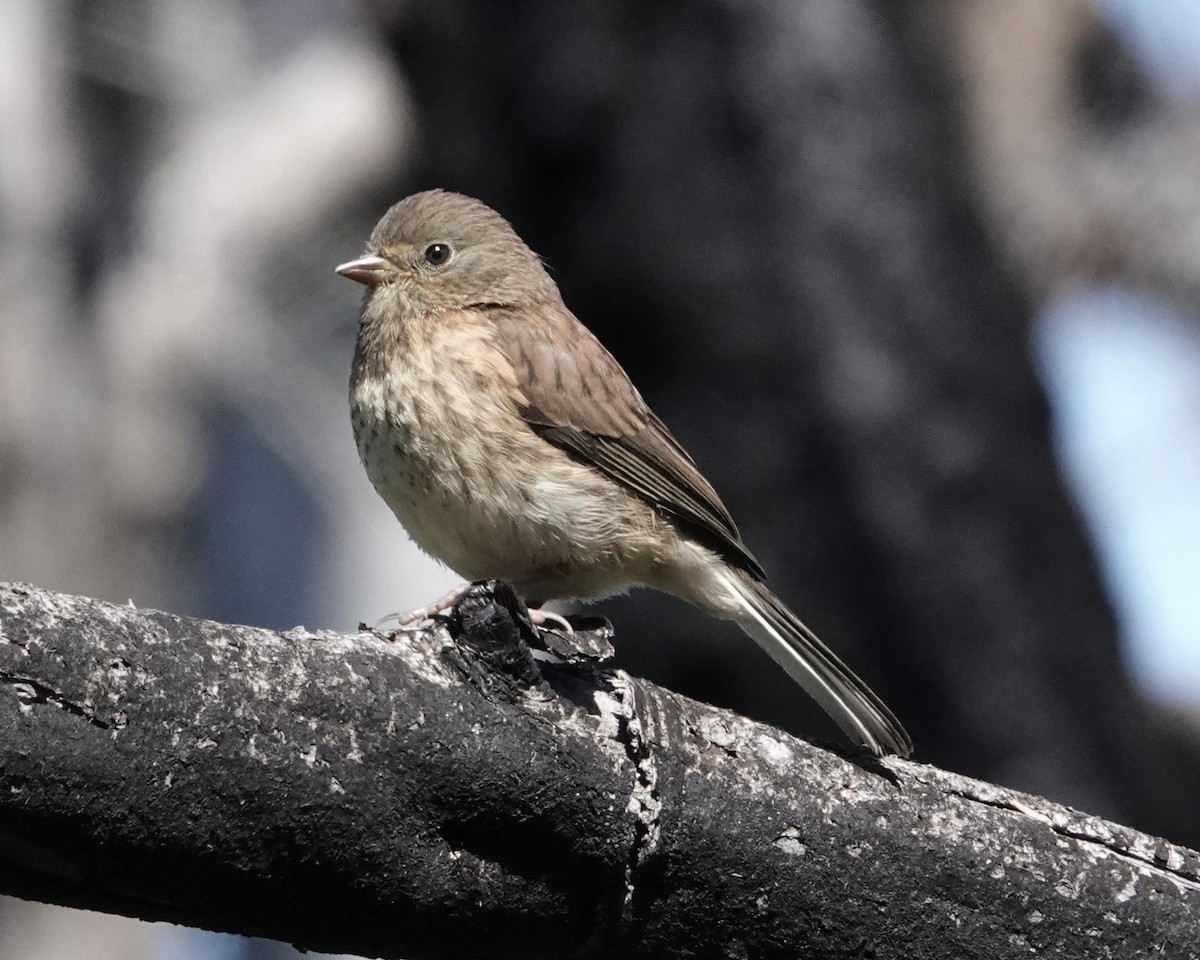 Junco ardoisé (groupe oreganus) - ML619908905