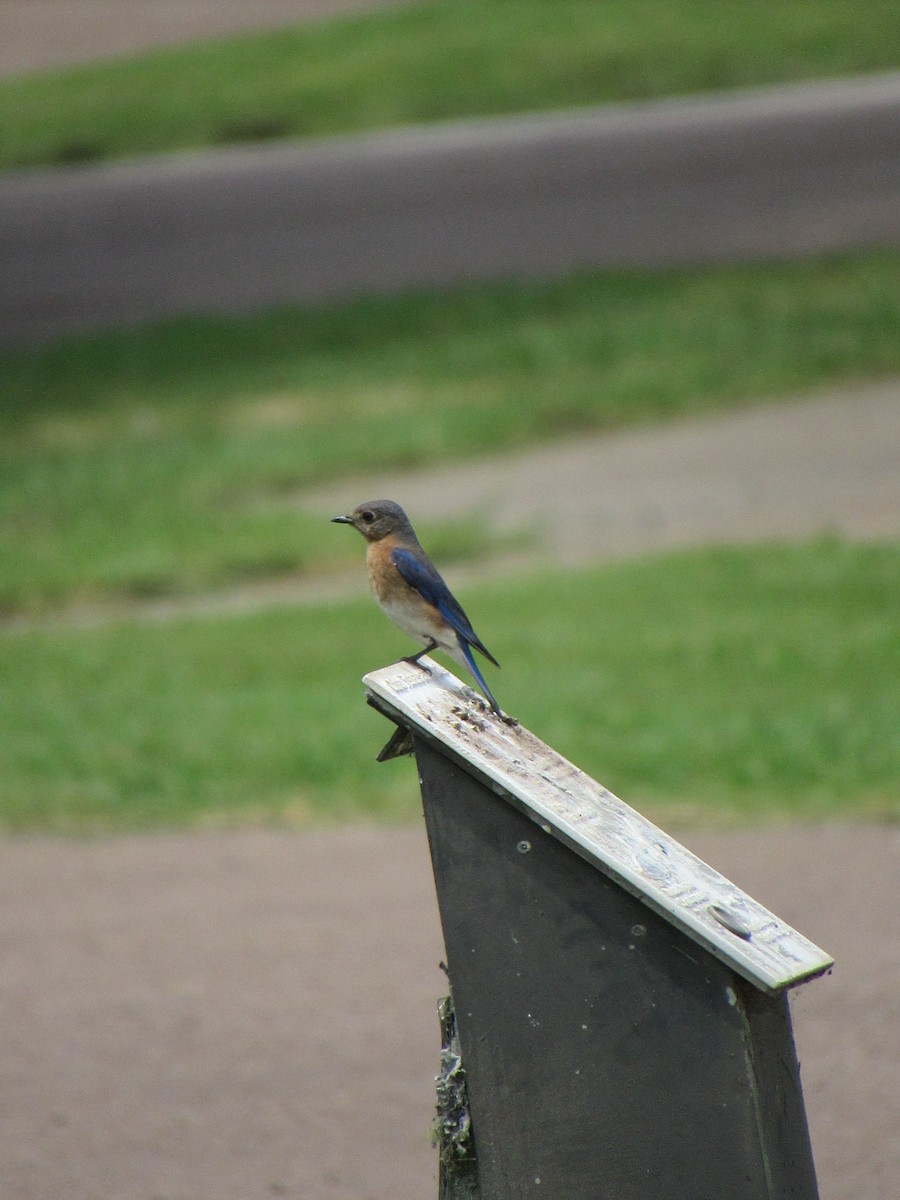 Barn Swallow - ML619908912