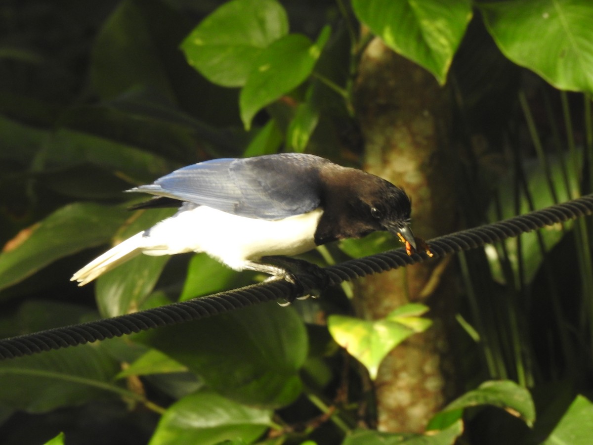 Curl-crested Jay - ML619908916