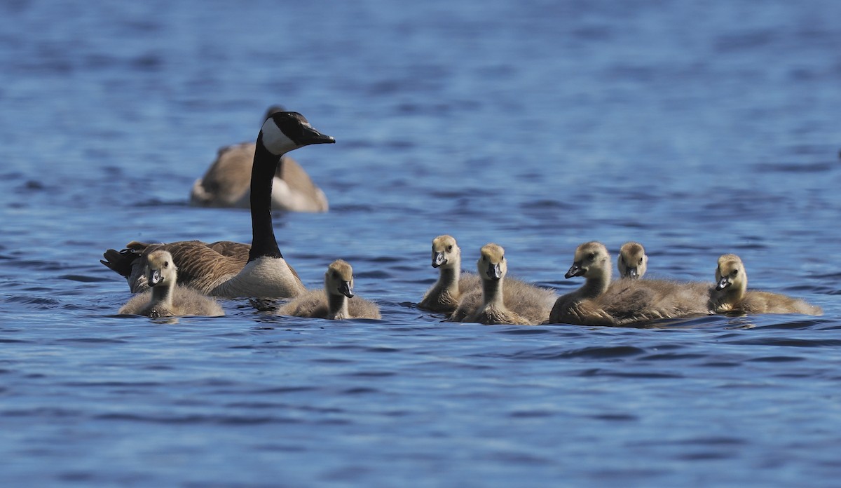 Canada Goose - ML619908919