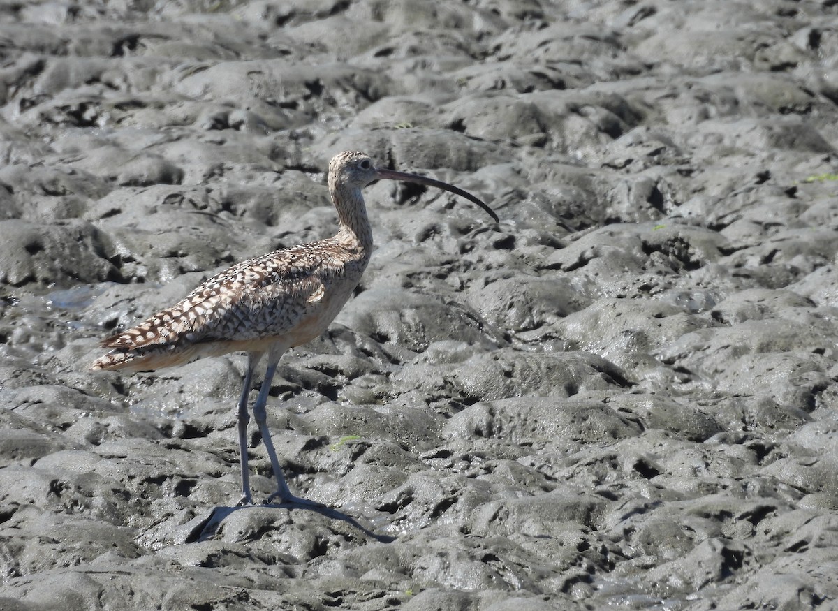 Long-billed Curlew - ML619908928