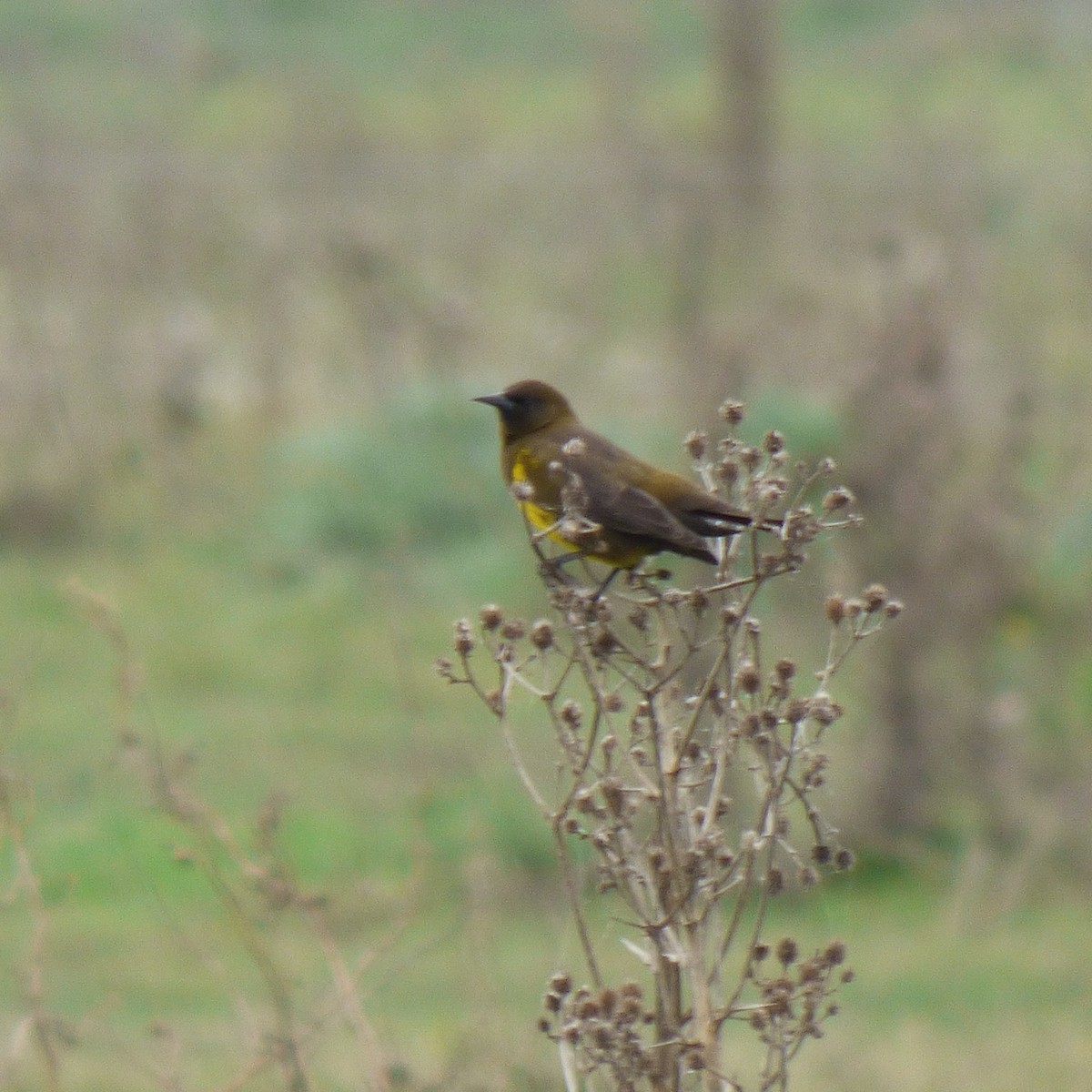 Brown-and-yellow Marshbird - ML619908932