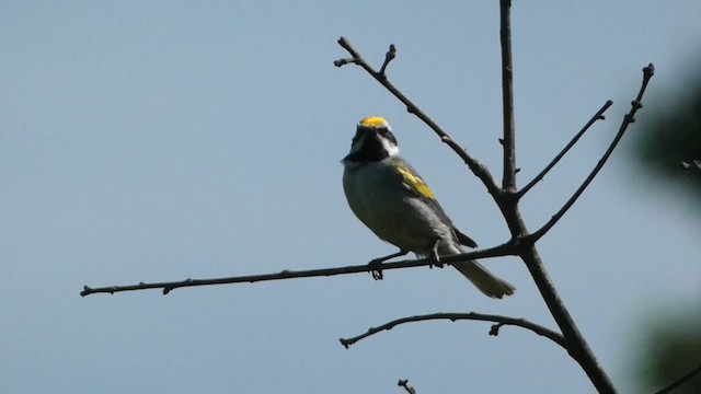 Goldflügel-Waldsänger - ML619908938