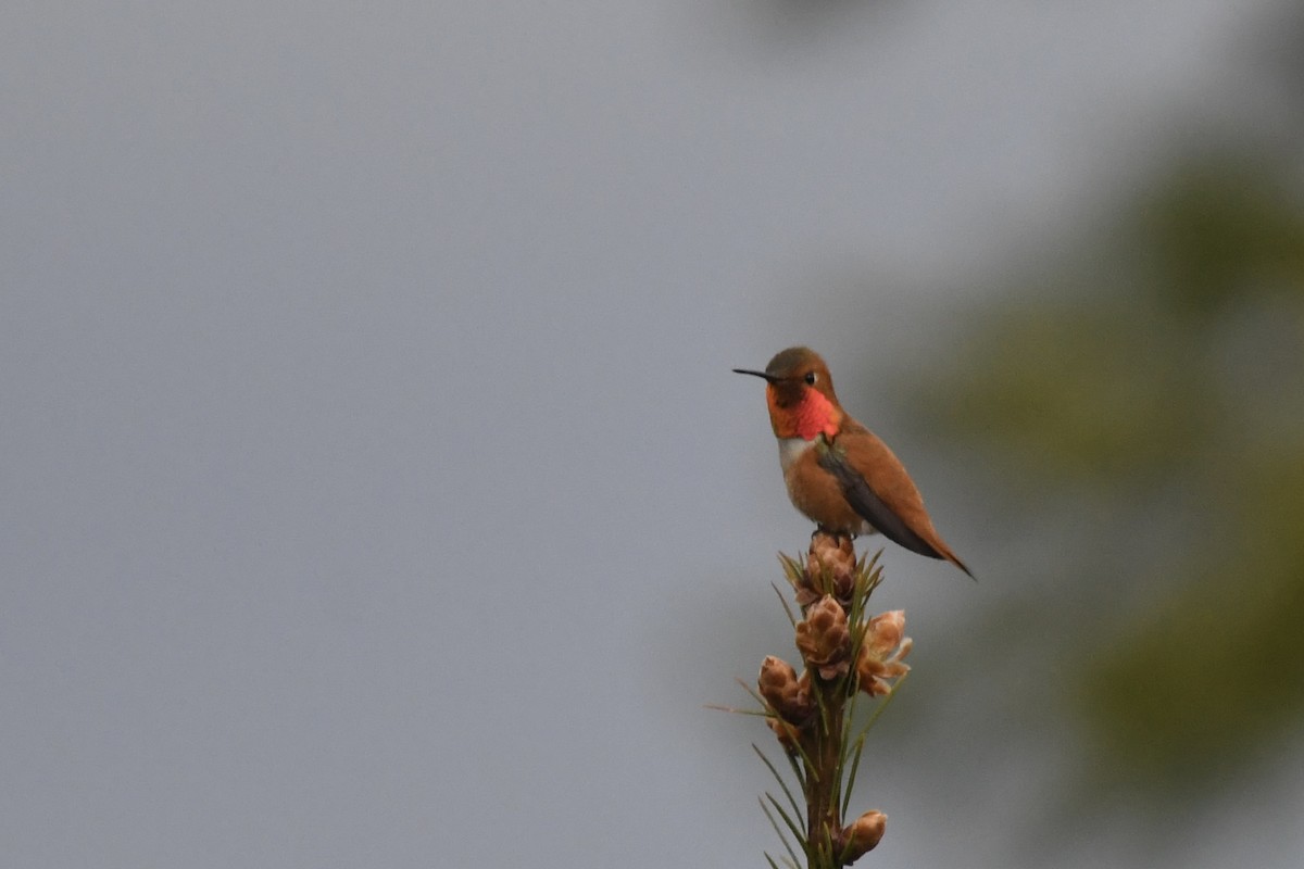 Rufous Hummingbird - ML619908967
