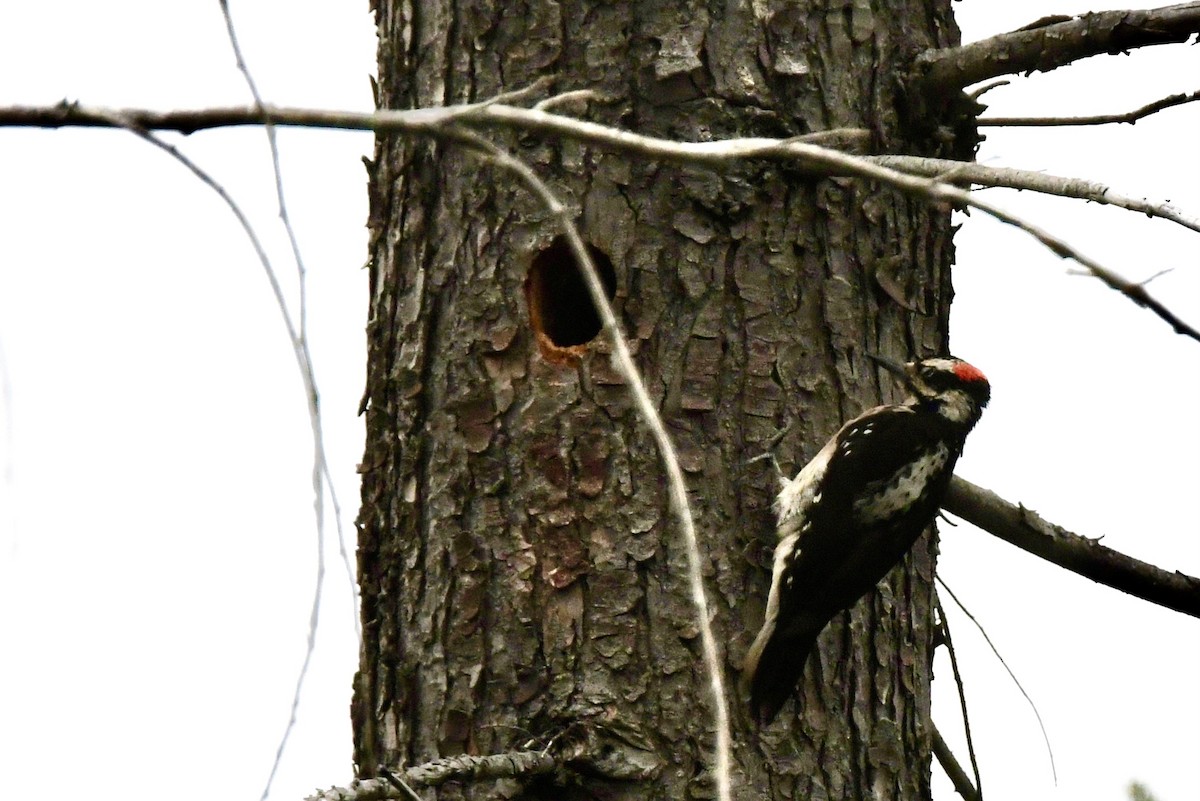 Hairy Woodpecker - ML619908972