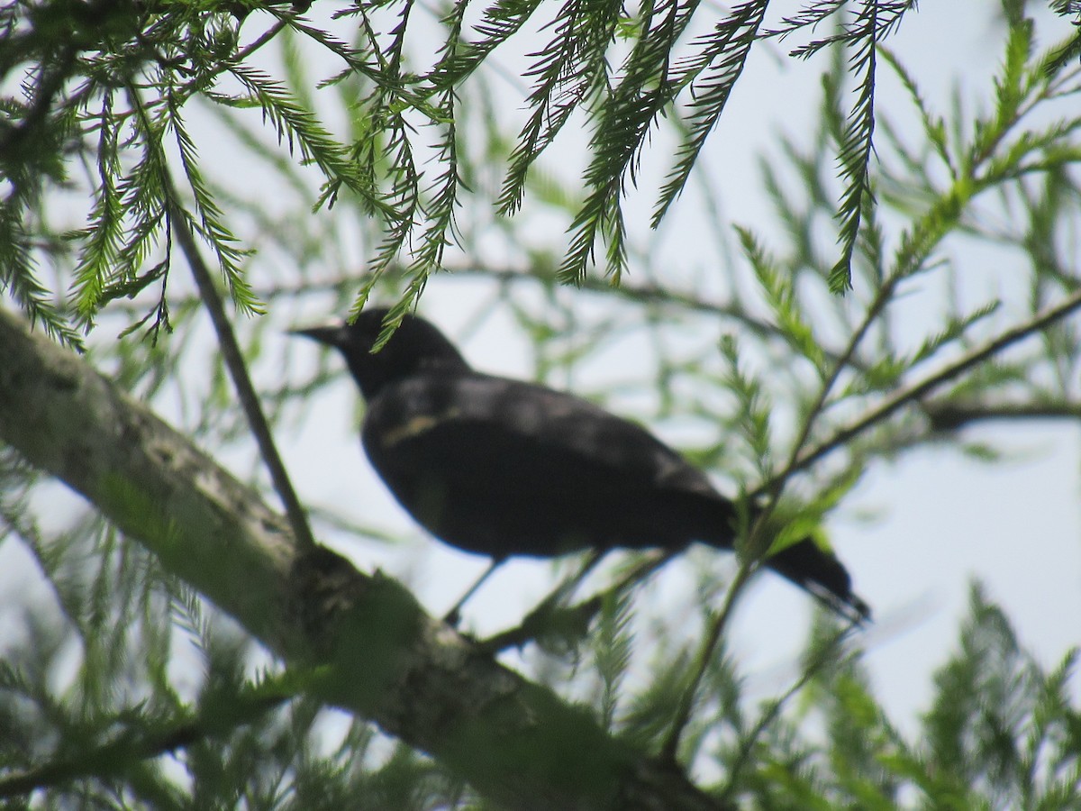 Red-winged Blackbird - ML619908973