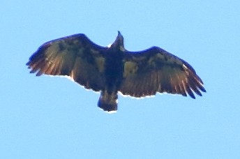 Орел-самітник чорний - ML619908976
