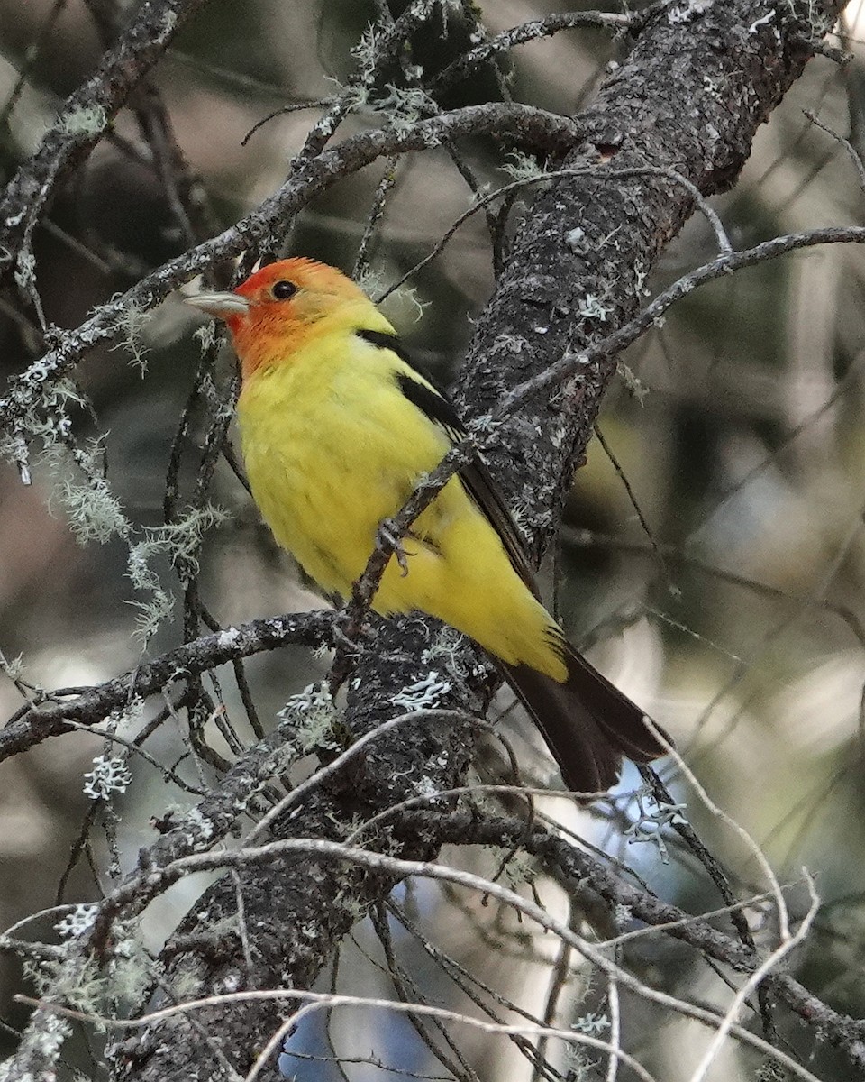 Western Tanager - ML619908981