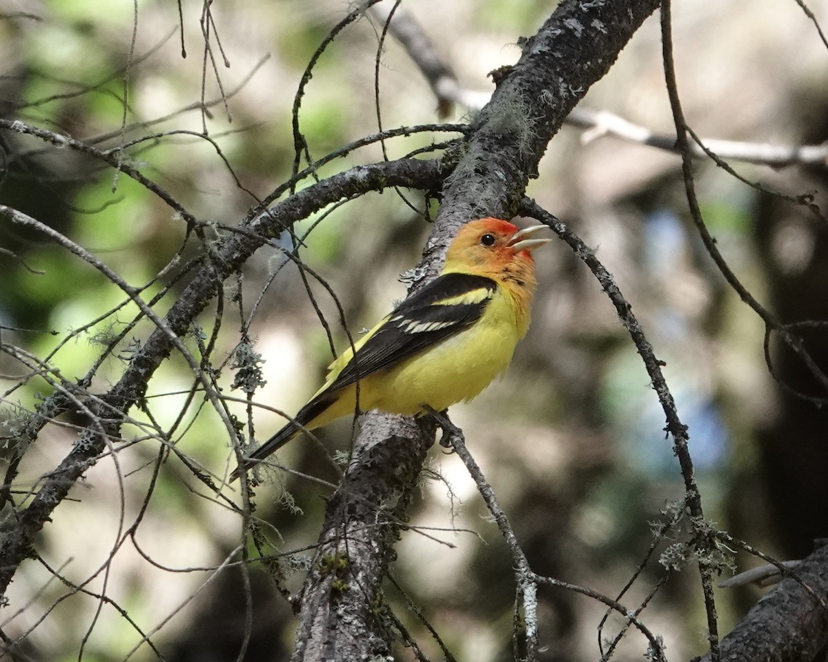 Western Tanager - ML619908982