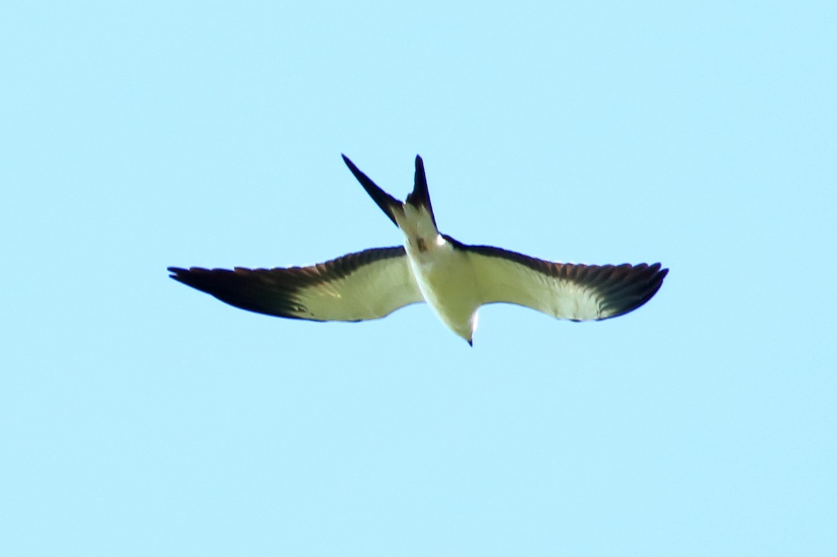 Swallow-tailed Kite - ML619908986