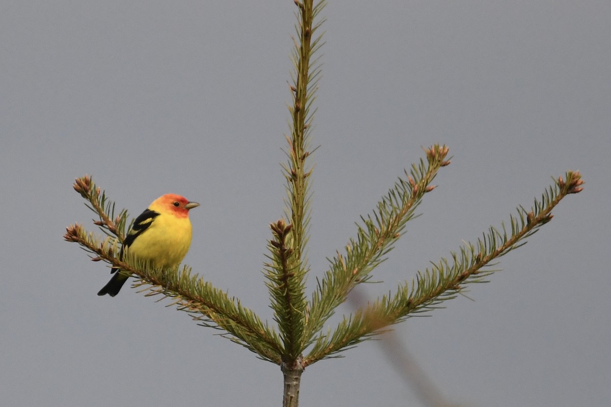 Western Tanager - ML619908992