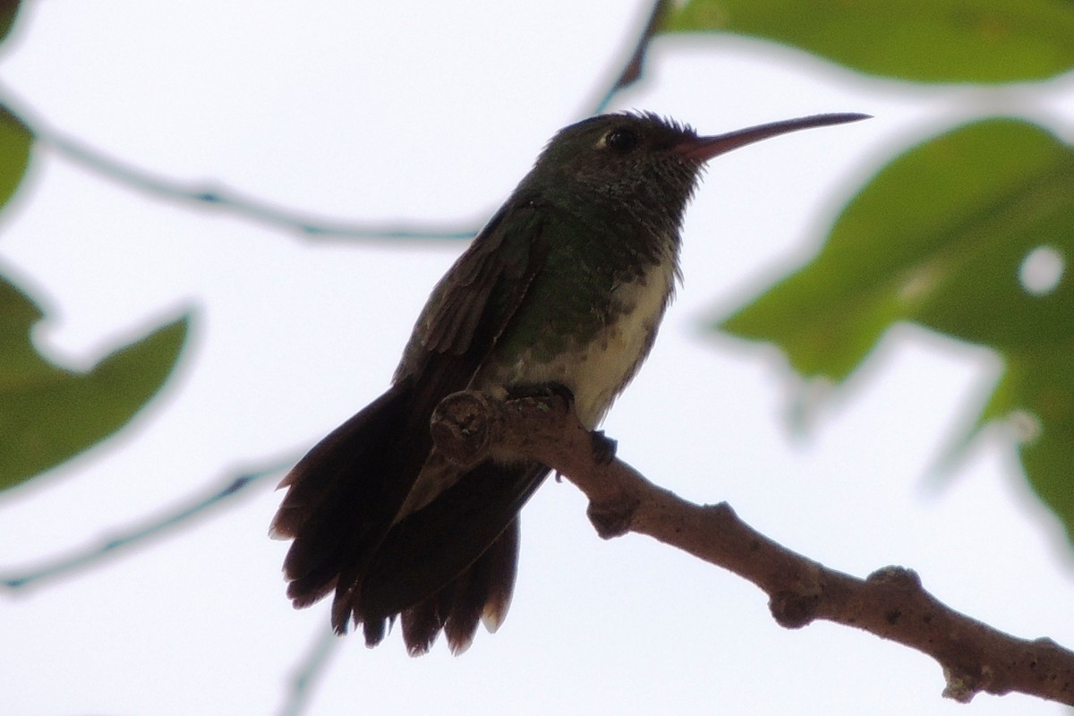 kolibřík zrcadlový - ML619909001