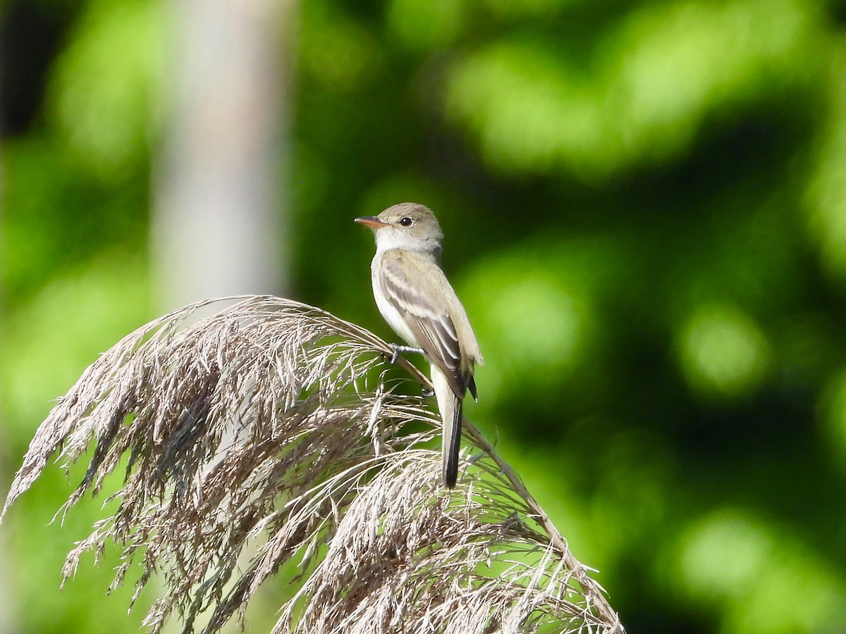 Willow Flycatcher - ML619909005