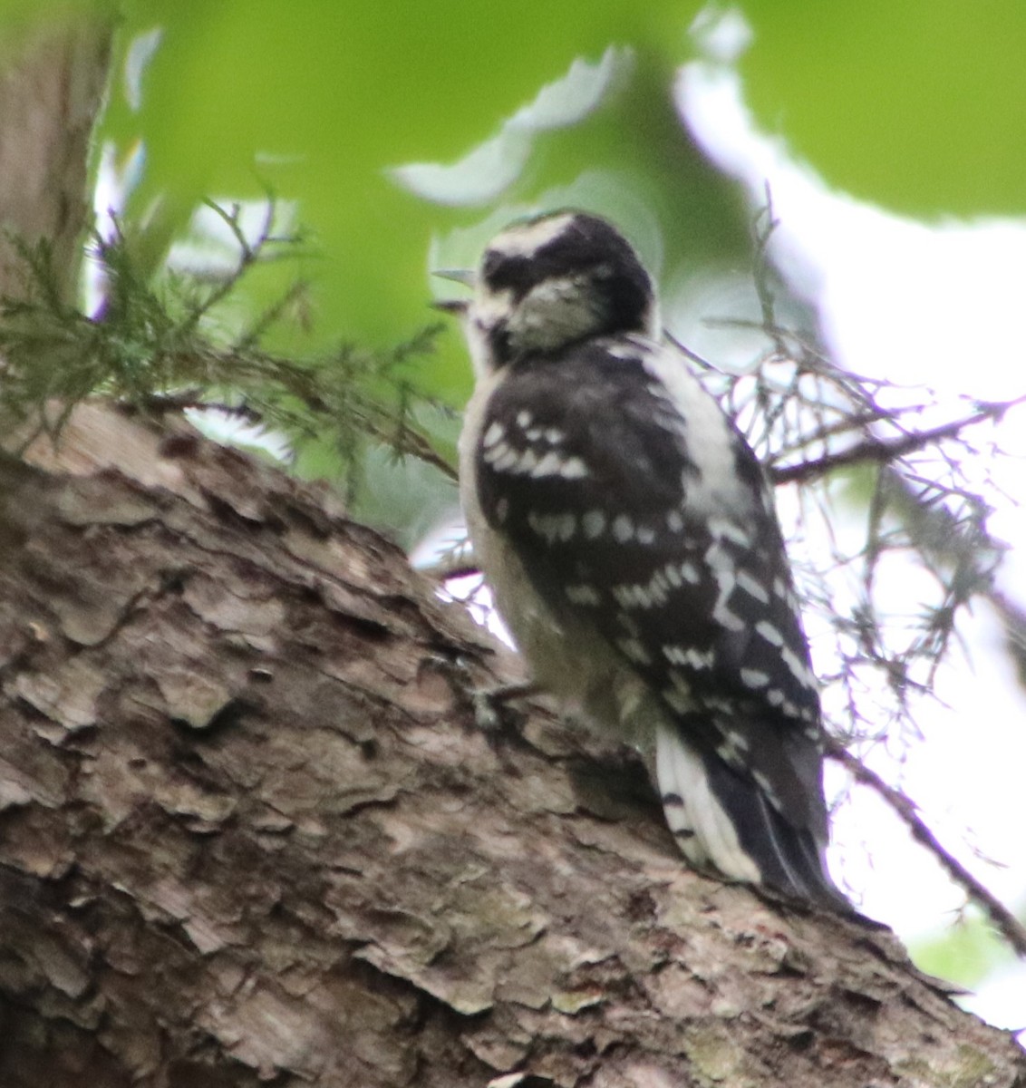 Downy Woodpecker - Betty Thomas