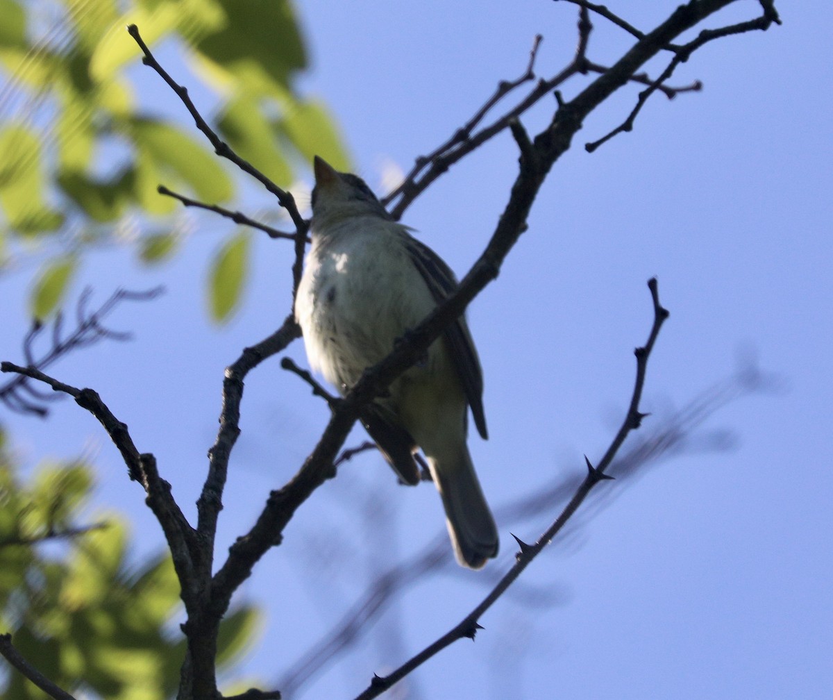 Eastern Wood-Pewee - ML619909009