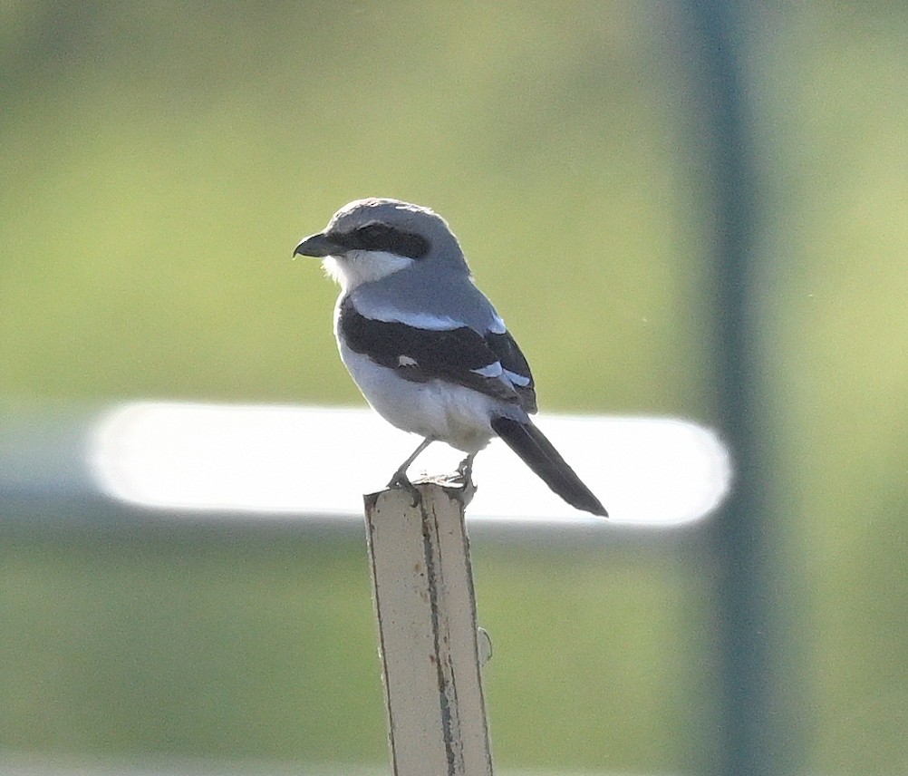 Loggerhead Shrike - ML619909018