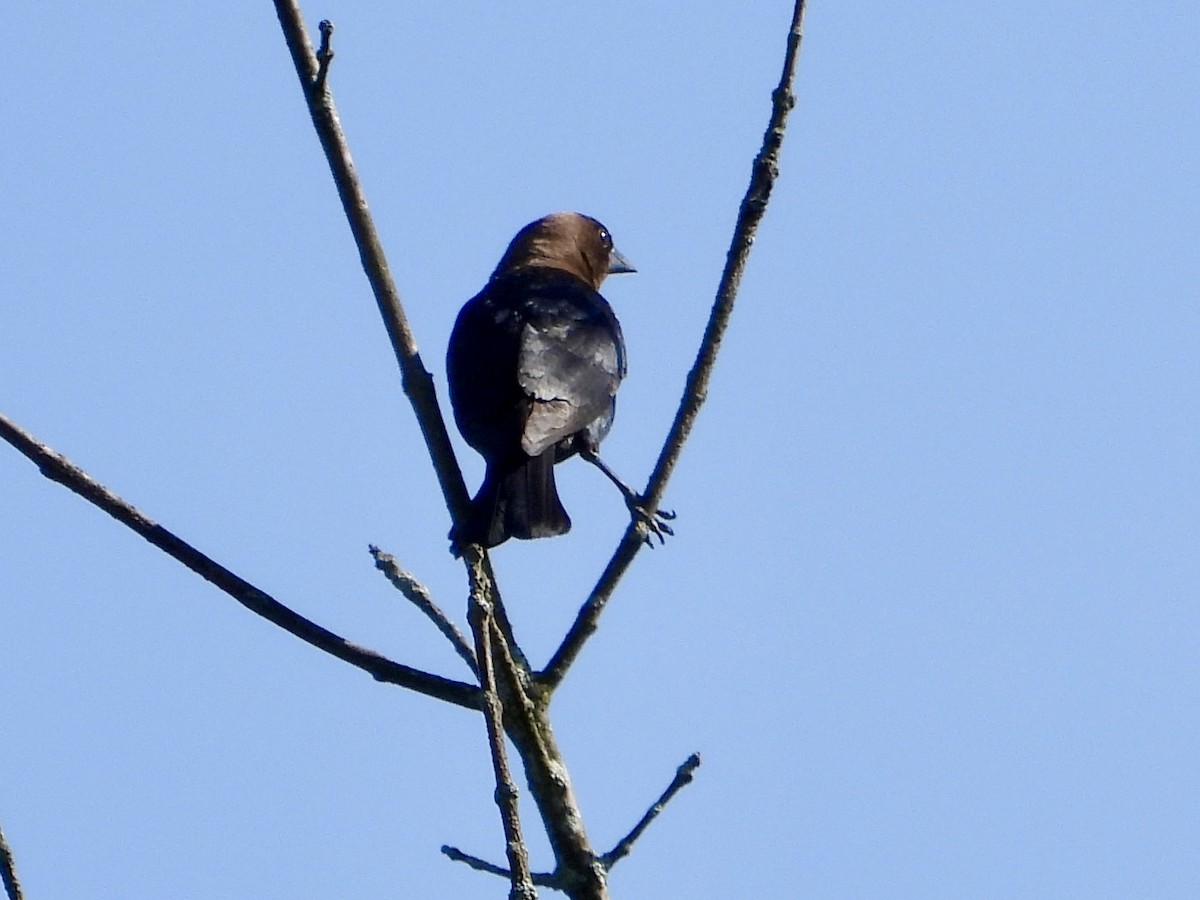 Brown-headed Cowbird - ML619909021