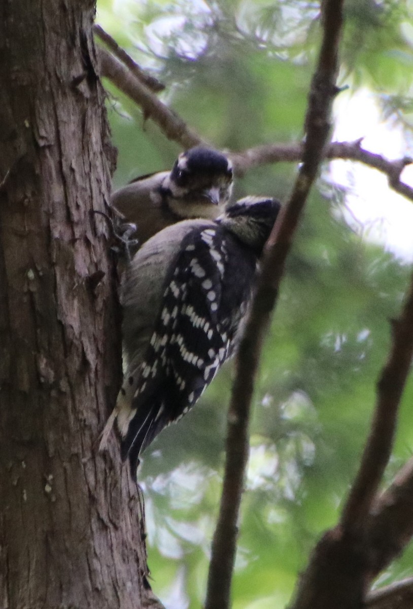 Downy Woodpecker - ML619909022