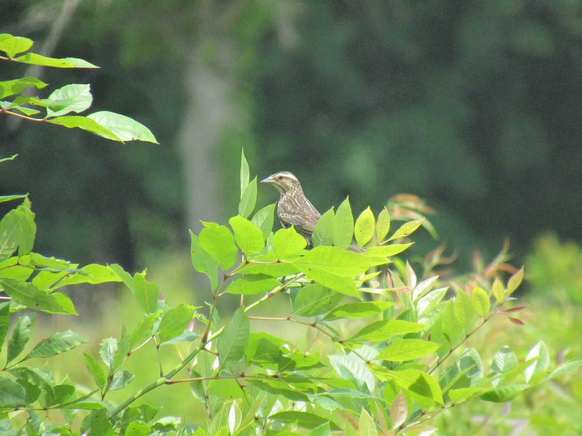 Red-winged Blackbird - ML619909026