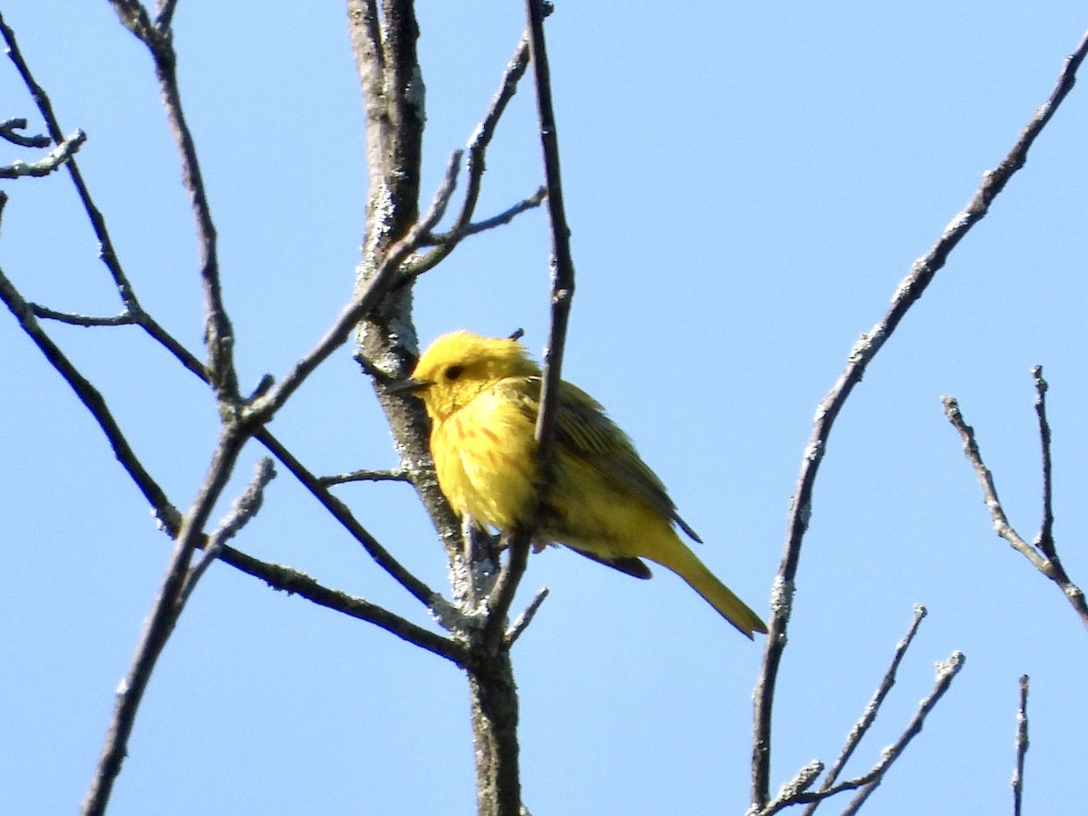 Yellow Warbler - ML619909027