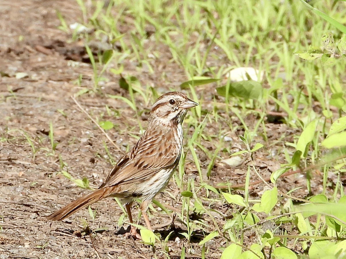 Song Sparrow - ML619909046