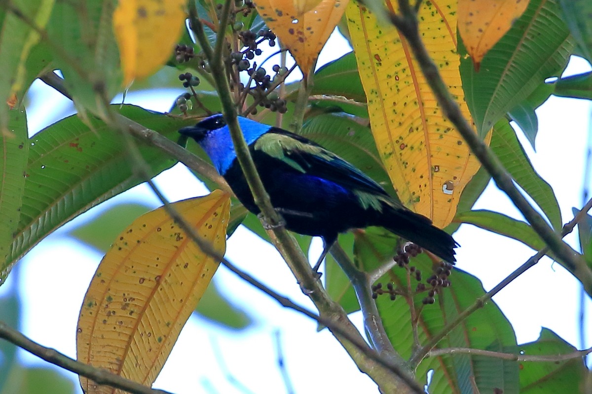 Blue-necked Tanager - ML619909048