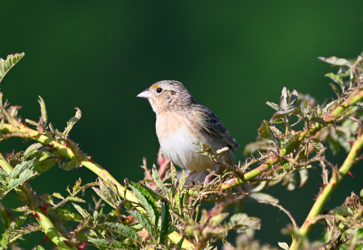 Grasshopper Sparrow - ML619909051