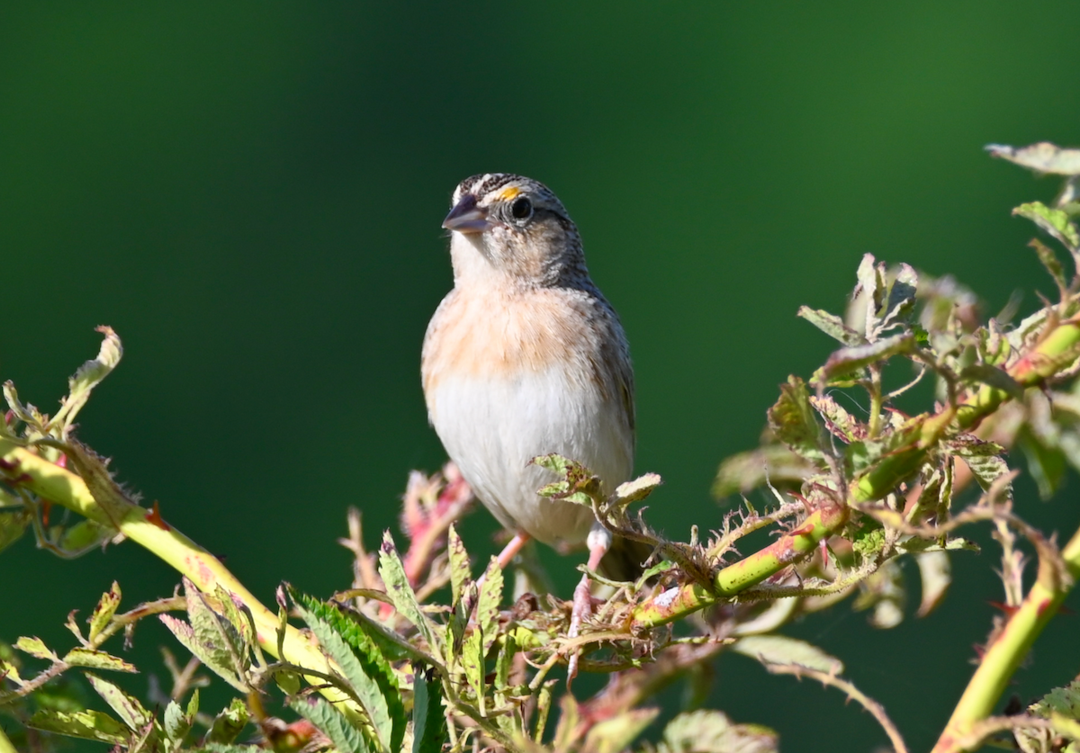Grasshopper Sparrow - ML619909052