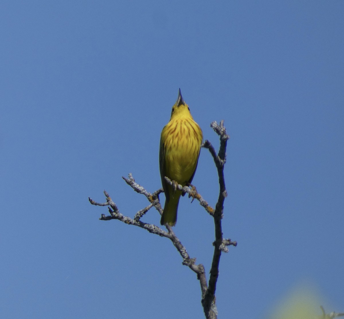 Yellow Warbler - ML619909057
