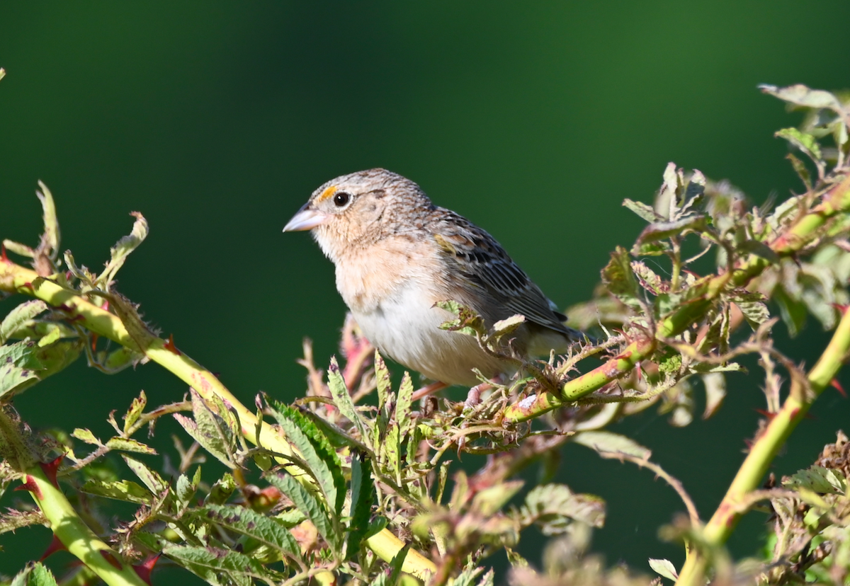 Grasshopper Sparrow - ML619909059