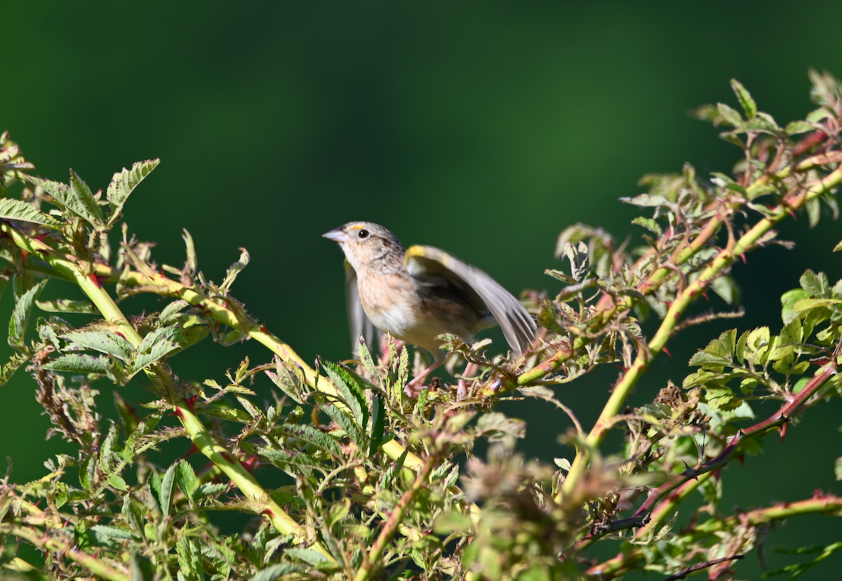 Grasshopper Sparrow - ML619909060