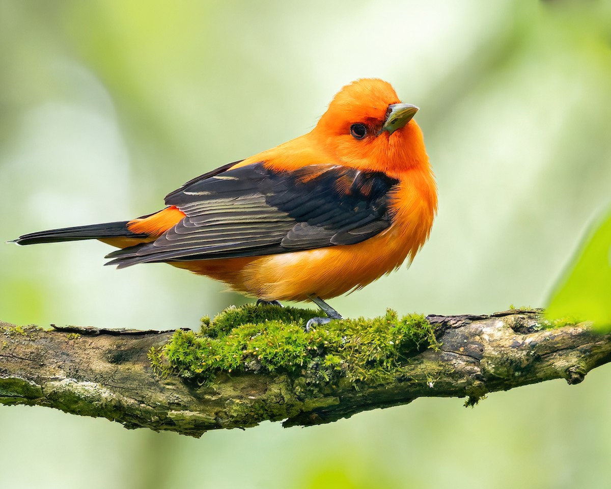 Scarlet Tanager - ML619909065