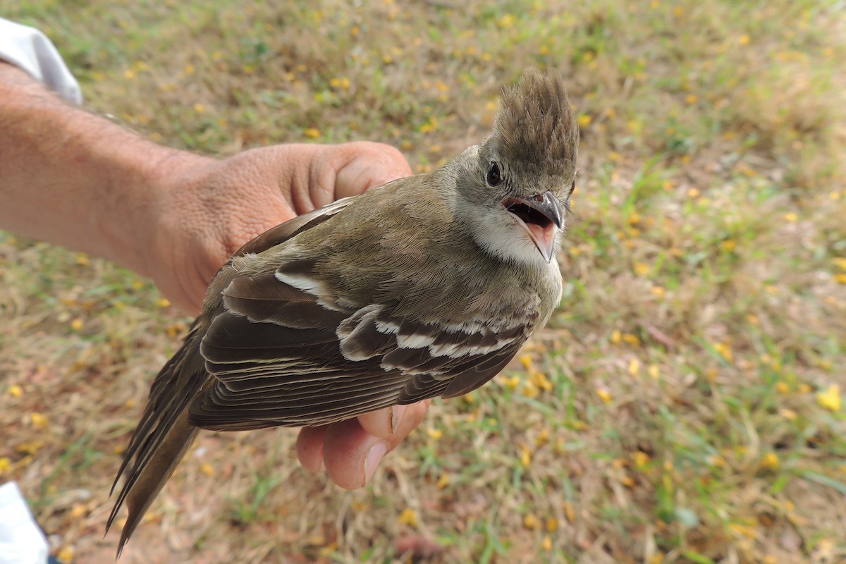 Yellow-bellied Elaenia - ML619909068