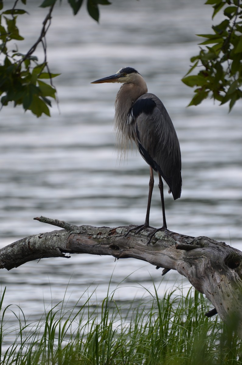 Great Blue Heron - ML619909071