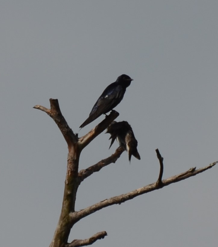 Purple Martin - ML619909080