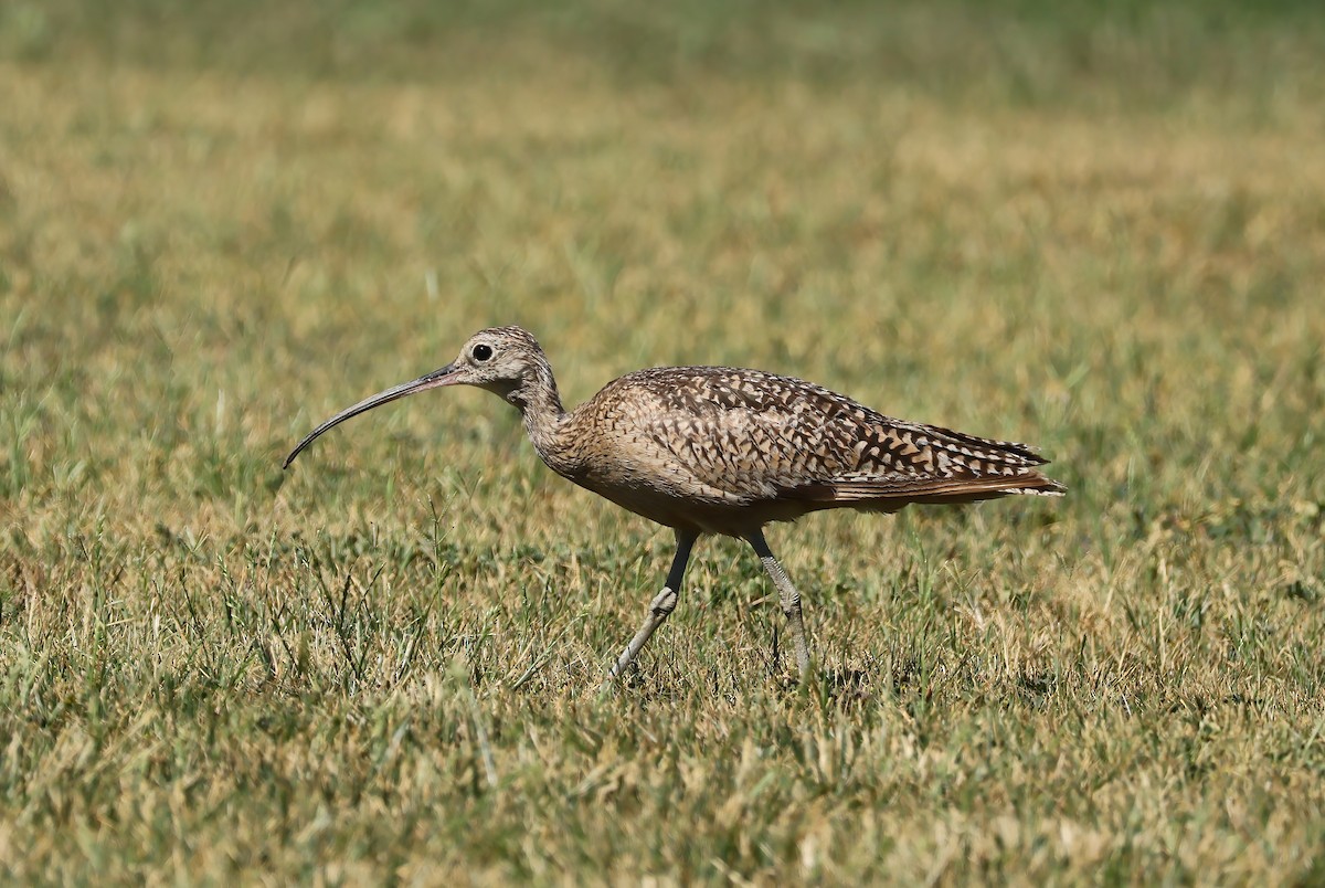 Rostbrachvogel - ML619909083